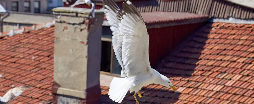 Residential Chimney Animal Removal Solution in Johnson City, NY