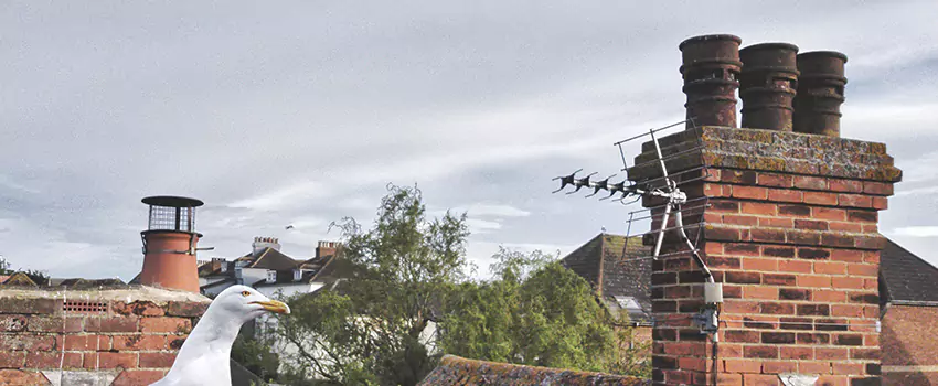 Chimney Cleaning And Restoration in Johnson City, New York